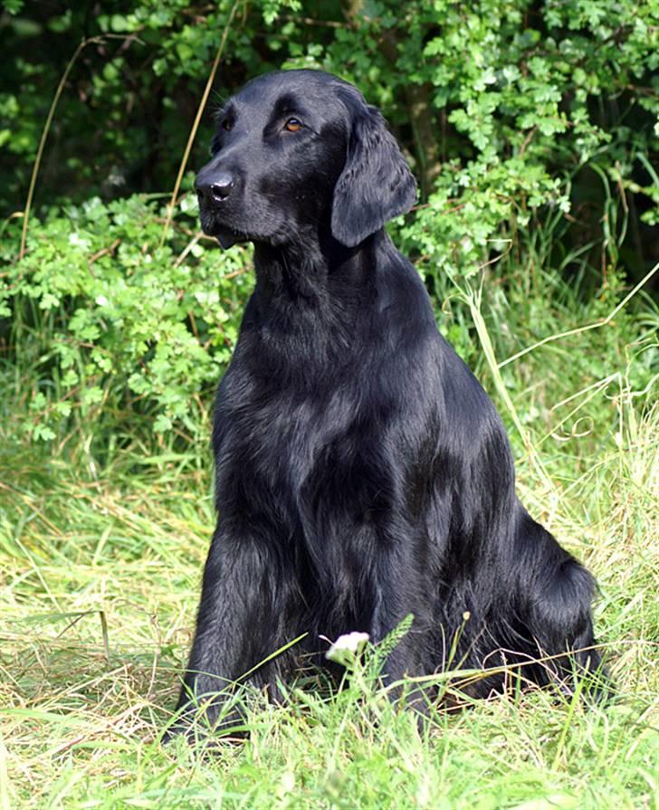 Flat coated retriever Zoa billede 5