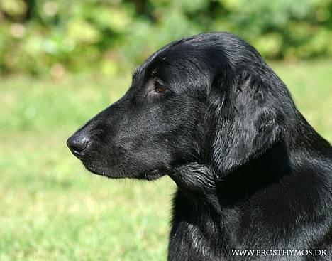 Flat coated retriever Zoa billede 6