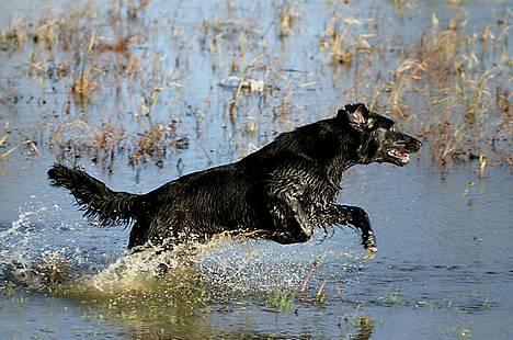 Flat coated retriever Zoa billede 7