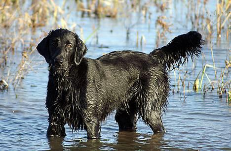 Flat coated retriever Zoa billede 8