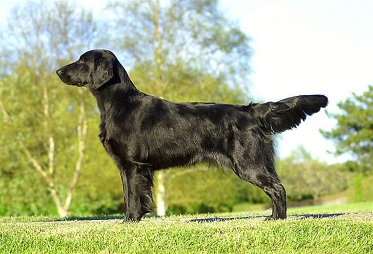 Flat coated retriever Zoa billede 9