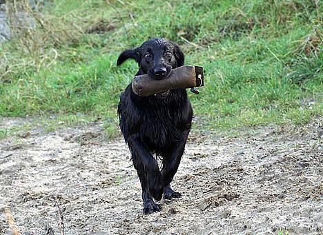 Flat coated retriever Zoa billede 10