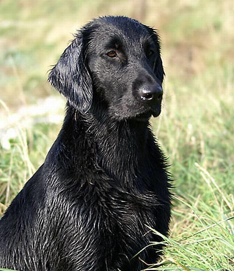 Flat coated retriever Zoa billede 11