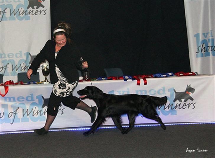 Flat coated retriever Zoa billede 12