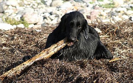 Flat coated retriever Zoa billede 13
