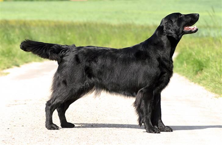 Flat coated retriever Zoa billede 14