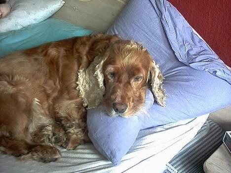 Cocker spaniel Mikkel - R.I.P billede 16