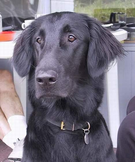 Flat coated retriever Trille billede 1