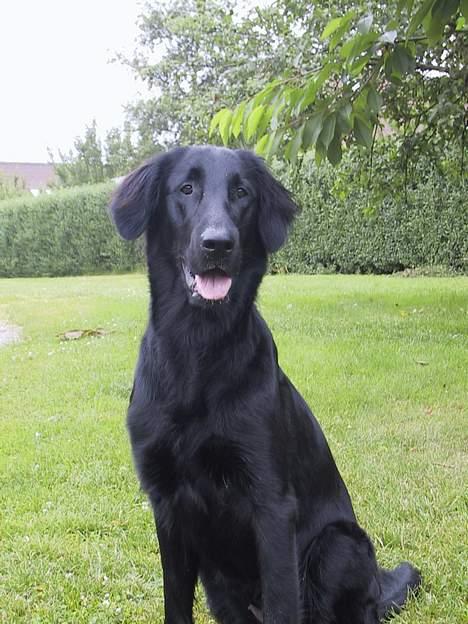 Flat coated retriever Trille billede 2