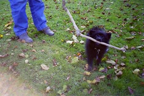 Pomeranian Fie *4-7-2004* - Se hvor stærk jeg er. ;o) billede 13