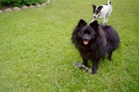 Pomeranian Fie *4-7-2004* - Pu ha nu gider jeg ikke lege mere.  billede 14