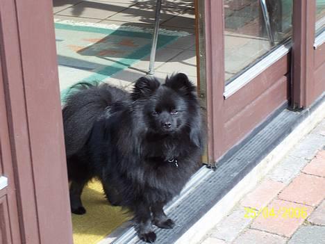 Pomeranian Fie *4-7-2004* - Mors sort guld klump. ;o) billede 15