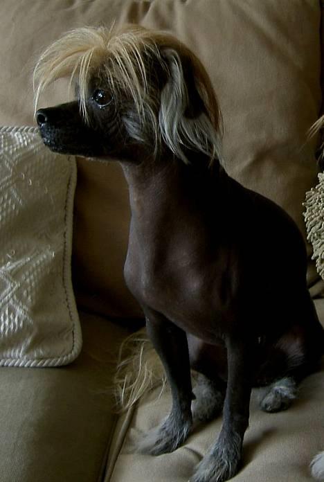 Blanding af racer Carlo - carlo  billede 10