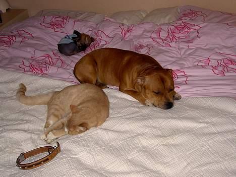 Blanding af racer Carlo billede 11