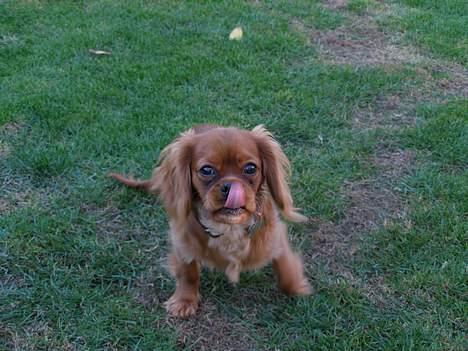 Cavalier king charles spaniel Nemo (død, 2011) billede 2