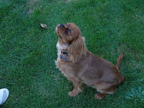 Cavalier king charles spaniel Nemo (død, 2011) billede 3