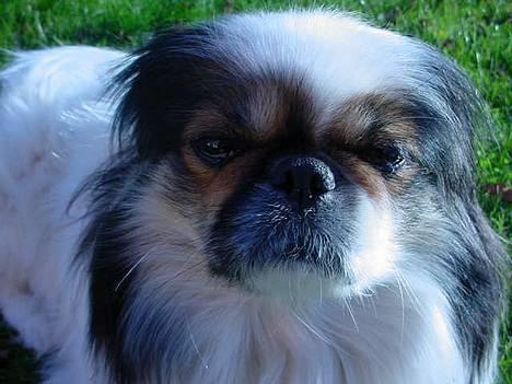 Pekingeser Molly *DØD* - Er jeg ikke bare sød billede 1