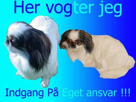 Pekingeser Molly *DØD* - Rigtig Farlig... billede 3