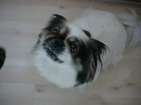 Pekingeser Molly *DØD* - Nu har jeg fået mad billede 5