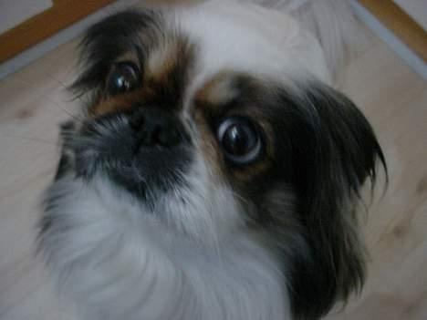 Pekingeser Molly *DØD* - Er jeg ikke bare flot billede 6