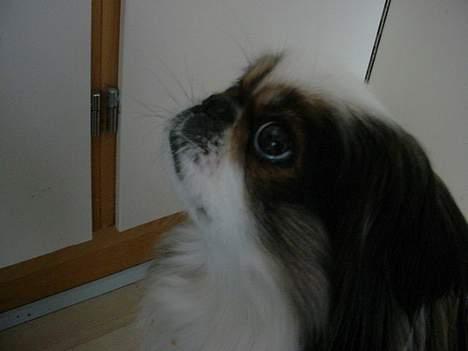 Pekingeser Molly *DØD* - Jeg tror ikke jeg får mere mad billede 8