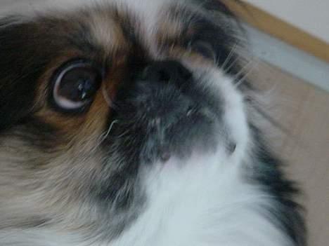 Pekingeser Molly *DØD* - STORE øjne billede 13