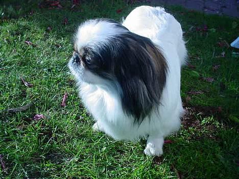 Pekingeser Molly *DØD* - Hvem er det der går der billede 14