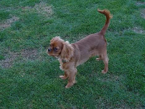 Cavalier king charles spaniel Nemo (død, 2011) billede 4