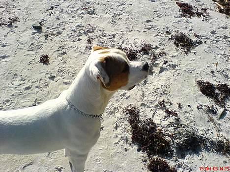 Blanding af racer (Bull/Rott) Morgan R.I.P - se hvor stolt han er...  billede 6