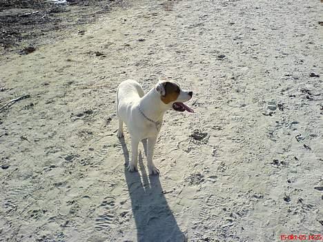 Blanding af racer (Bull/Rott) Morgan R.I.P - er han ikke bare smuk min dejlige hund billede 7