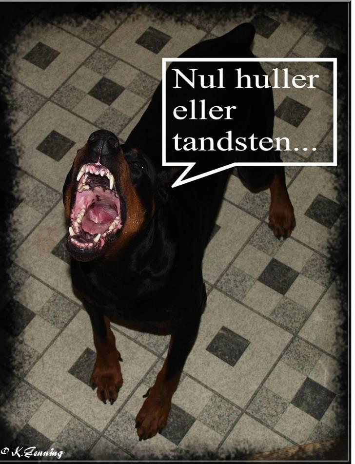 Dobermann Genning's Chavez R.I.P. billede 19