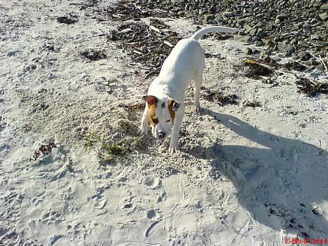 Blanding af racer (Bull/Rott) Morgan R.I.P - kuk kuk er der nogle kinesere dernede billede 8