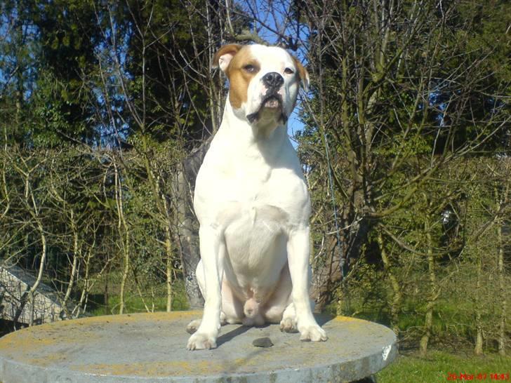 Blanding af racer (Bull/Rott) Morgan R.I.P - Morgan På bordet i vores gamle have billede 9