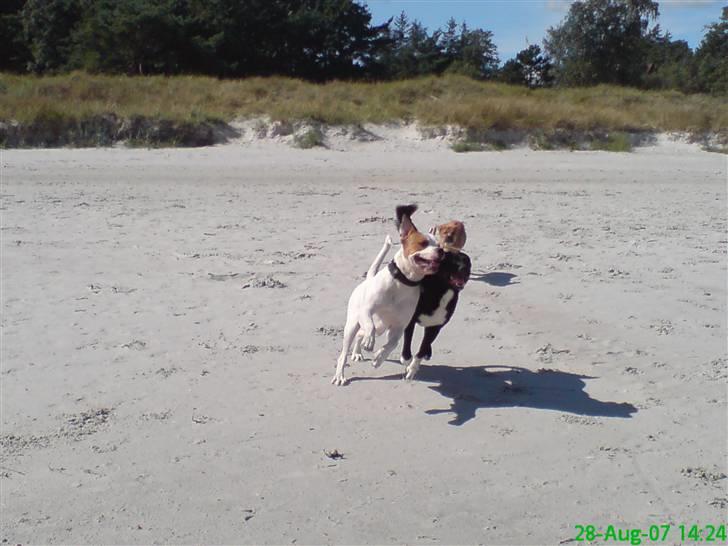 Blanding af racer (Bull/Rott) Morgan R.I.P - en tur på stranden d.  28-08-07 billede 10
