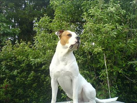 Blanding af racer (Bull/Rott) Morgan R.I.P - uhh Morgan din lækre dreng billede 11