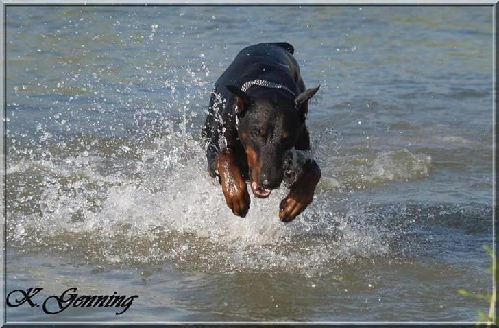 Dobermann Genning's Chavez R.I.P. - Angriiiiiib...............! billede 20