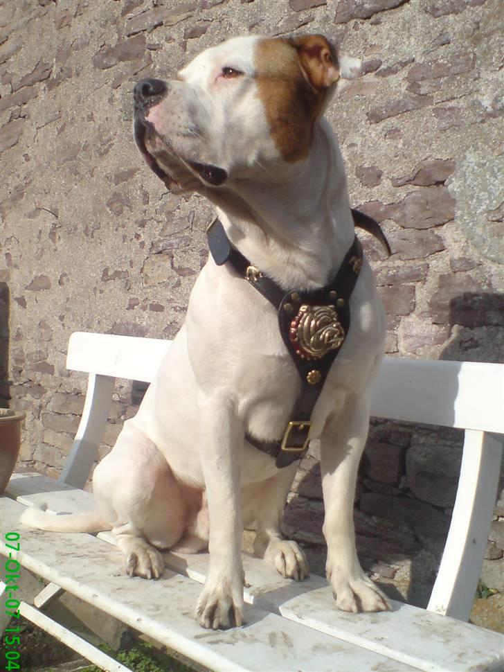 Blanding af racer (Bull/Rott) Morgan R.I.P - Stolt dreng  i sit nye lufte gear billede 12