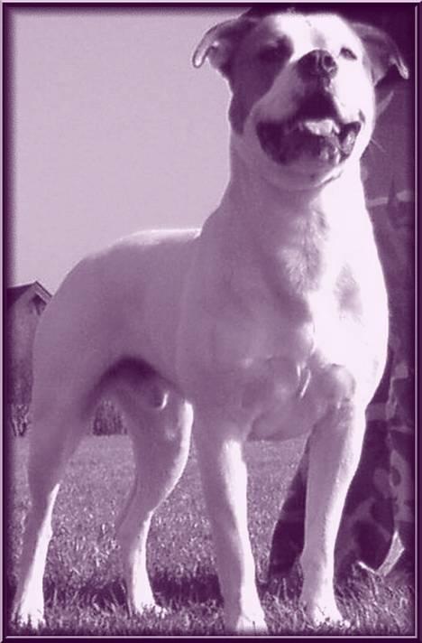 Blanding af racer (Bull/Rott) Morgan R.I.P - står lige model i det lilla vejr billede 14