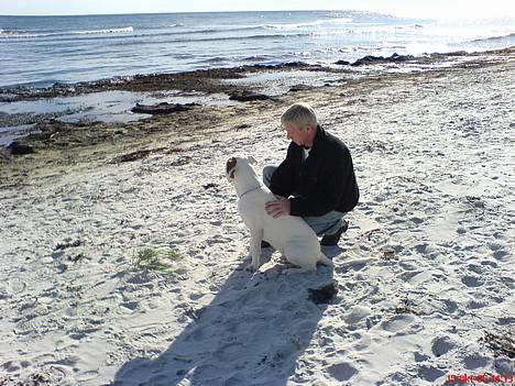 Blanding af racer (Bull/Rott) Morgan R.I.P - hvor er det bare dejligt at hygge på stranden i det gode vejr med min morfar billede 15