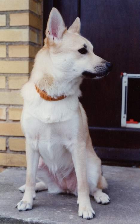 Norsk buhund Santa - Den kat er der over billede 5