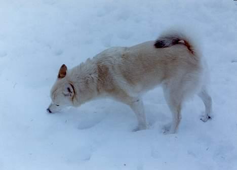 Norsk buhund Santa - Når jeg ingen is kan få, må jeg nøjes med sne billede 6