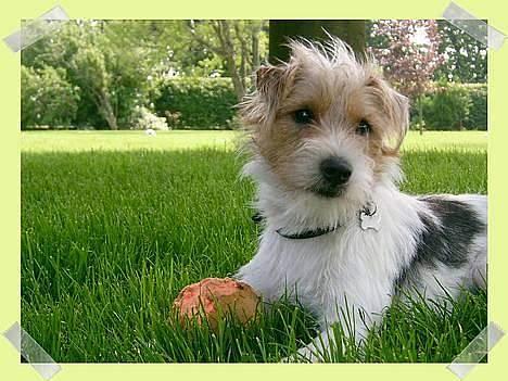 Parson russell terrier Rico (mors hund) billede 13