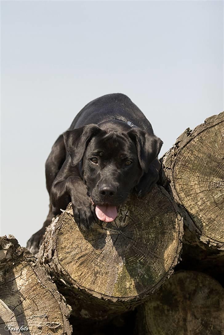 Blanding af racer Zasja *R.I.P.* :'-( - ligger lige og nyder den gode udsigt billede 13