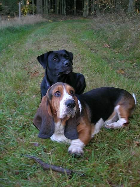 Blanding af racer Zasja *R.I.P.* :'-( - Totalt portræt af mig og Klumpe:-) billede 14