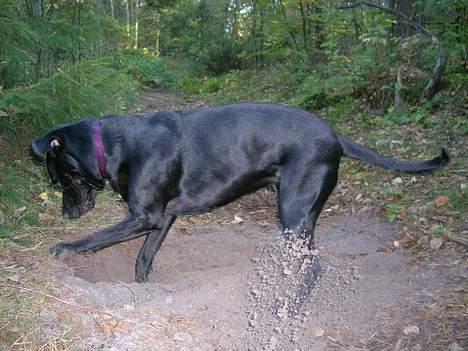 Blanding af racer Zasja *R.I.P.* :'-( - Jeg skal nok få fat på den, hvad end der så er der nede:-) billede 15