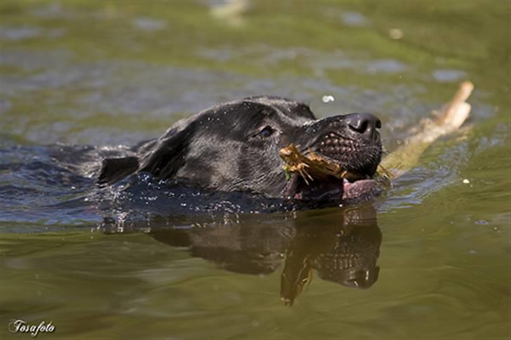 Blanding af racer Zasja *R.I.P.* :'-( - Dejligt med en svømmetur:-) billede 16