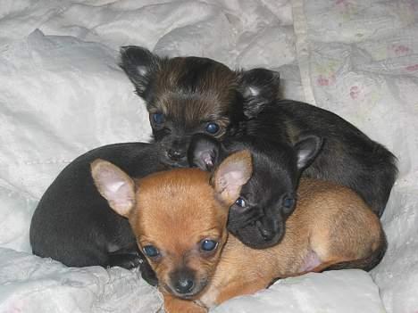 Chihuahua Cindi - mine hvalpe... Ronja, Butcher og bagerst Albert billede 12