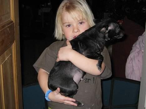 Chihuahua Cindi - nana ta´r det tunge slæb billede 13