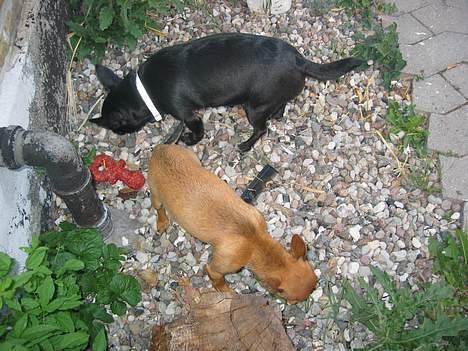 Chihuahua Cindi - i gården billede 14