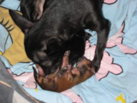 Chihuahua Cindi - så er det vasketid billede 15